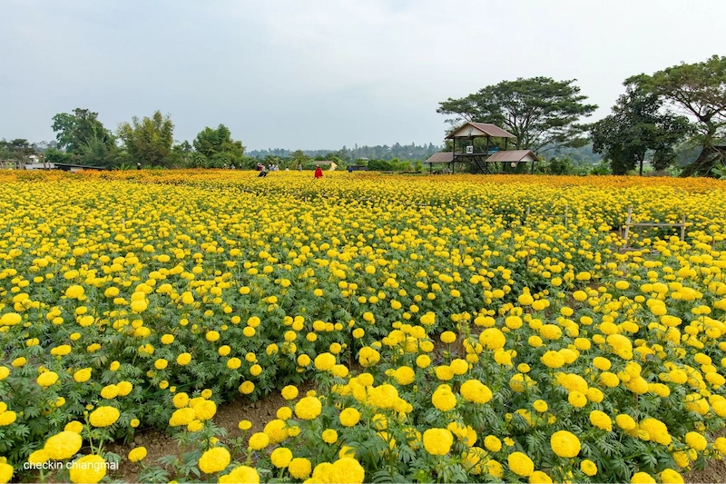 Hoa cúc vạn thọ và cúc thân gỗ (Nguồn: Yandex)