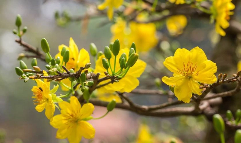 Hoa mai và ngôn ngữ biểu tượng trong thiết kế cảnh quan đường hoa (Nguồn: Yandex)