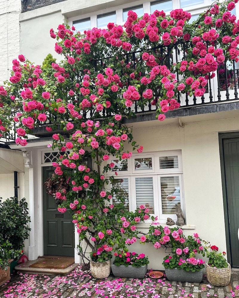 Đường hoa hồng leo cổ kính tại biệt thự (Nguồn:Pinterest)