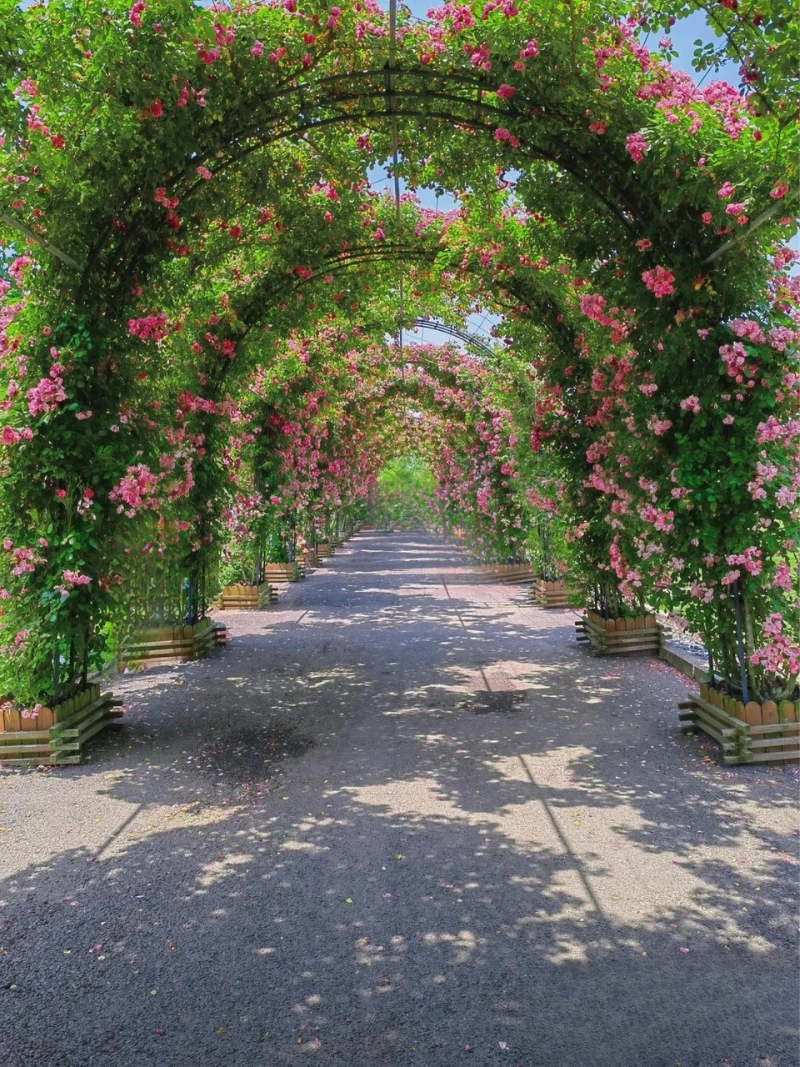 Biến giấc mơ đường hoa cây leo thành hiện thực cùng AGS Landscape (Nguồn: Pinterest)