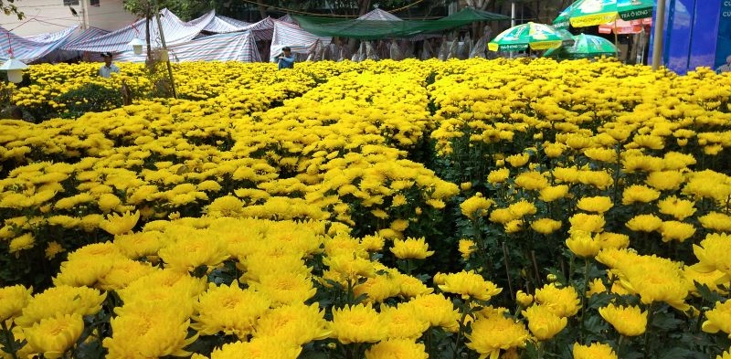 Hoa cúc đại đóa (Nguồn Yandex)