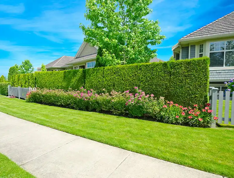 Sân trước với hàng rào cây xanh tạo sự riêng tư ( Nguồn: GardenBeast )