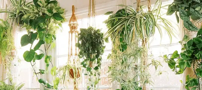 Lựa chọn cây trồng phù hợp (Nguồn: Pinterest)