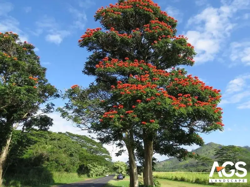 Sò đo cam là loài cây tuyệt đẹp