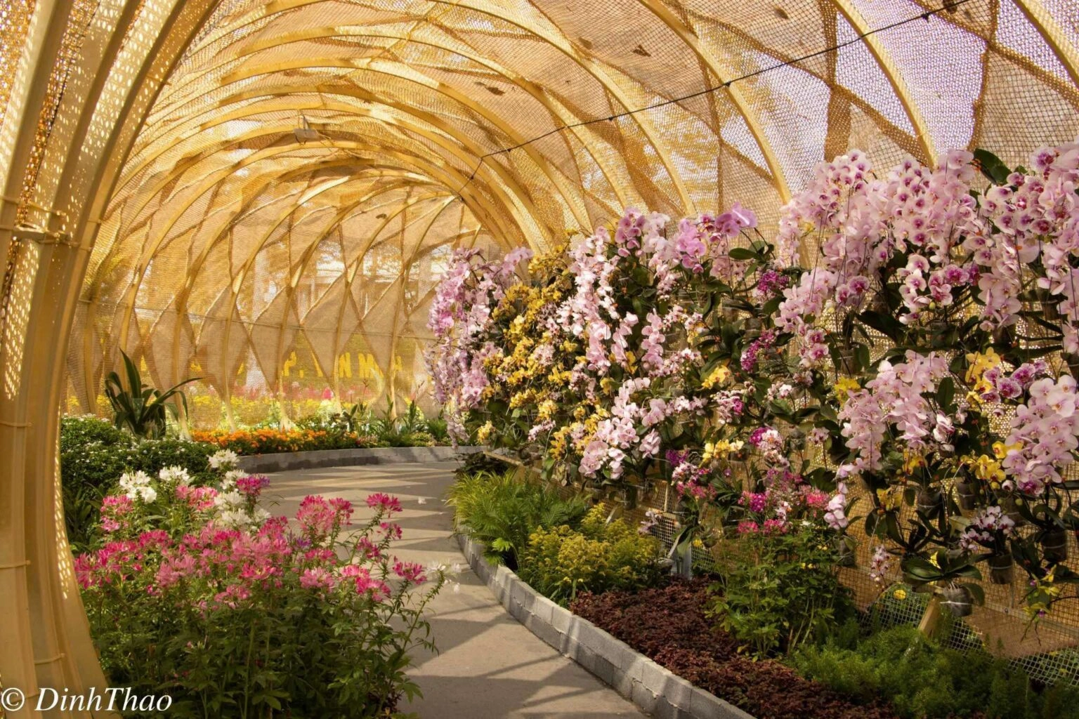 Đường hoa Xuân Cao Lãnh và những thông điệp từ vùng đất sen hồng