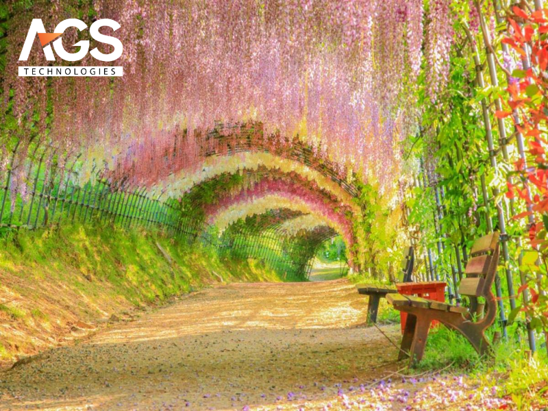 Đường hoa tử đằng Kawachi Fuji Garden