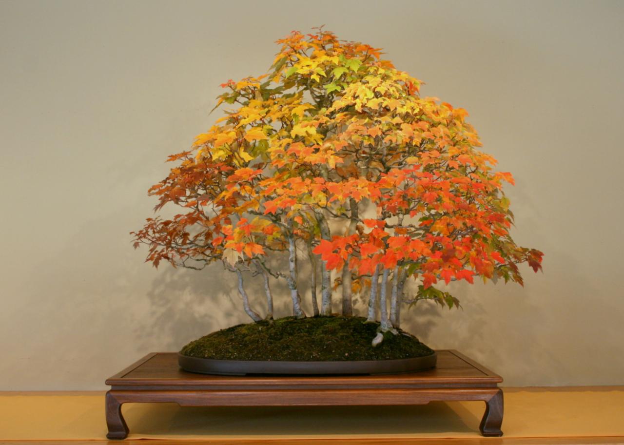 Cây cảnh bonsai - cây phong lá đỏ