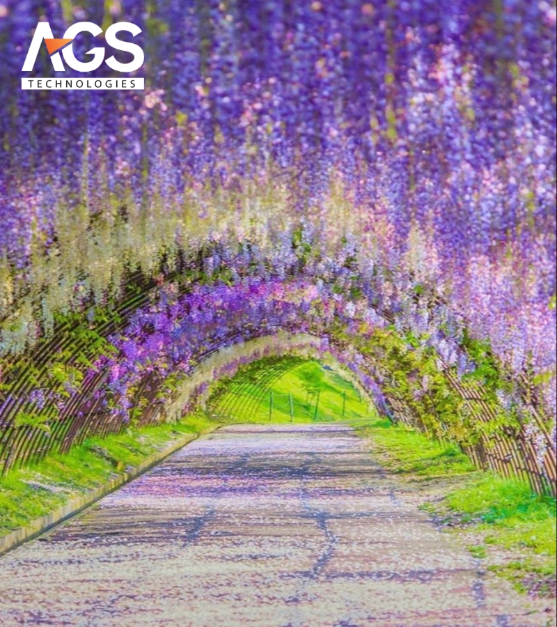 Giàn hoa tử đằng thơ mộng tại công viên (Nguồn: Pinterest)