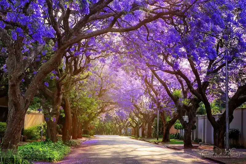 các đường hoa nổi tiếng thế giới các đường hoa nổi tiếng thế giới