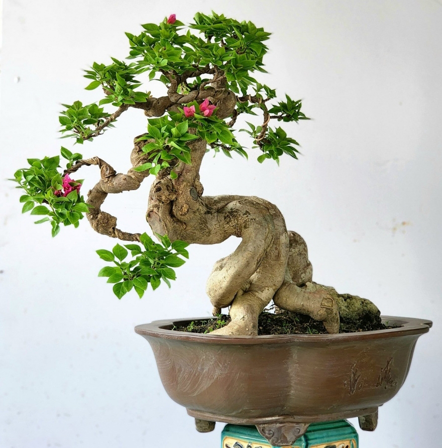 Cây cảnh bonsai mini đẹp & ấn tượng