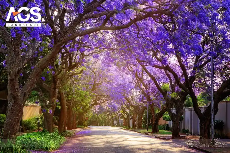 Khám Phá Các Đường Hoa Nổi Tiếng Thế Giới