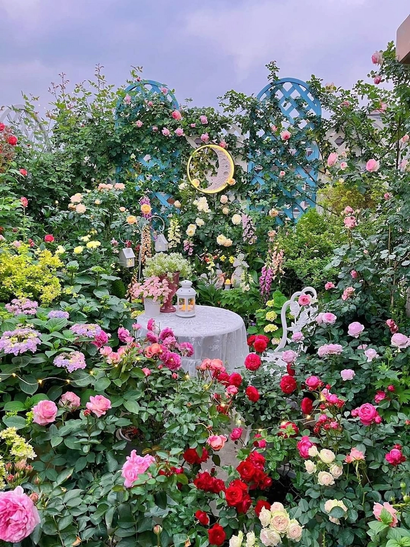 Vườn hồng trên sân thượng (Nguồn: Pinterest)