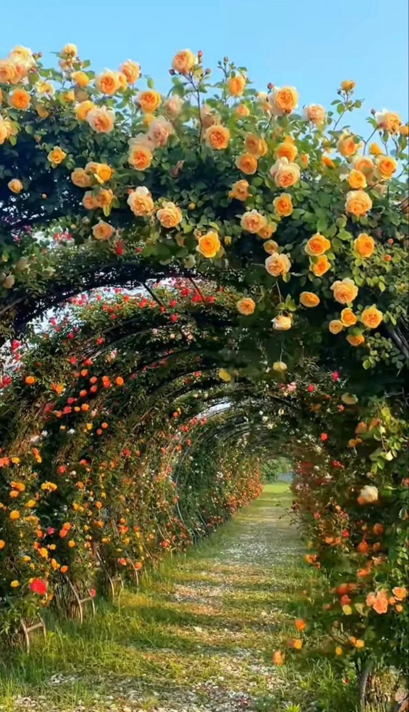 Khám phá vẻ đẹp diệu kỳ của đường hoa cây leo (Nguồn: Pinterest)