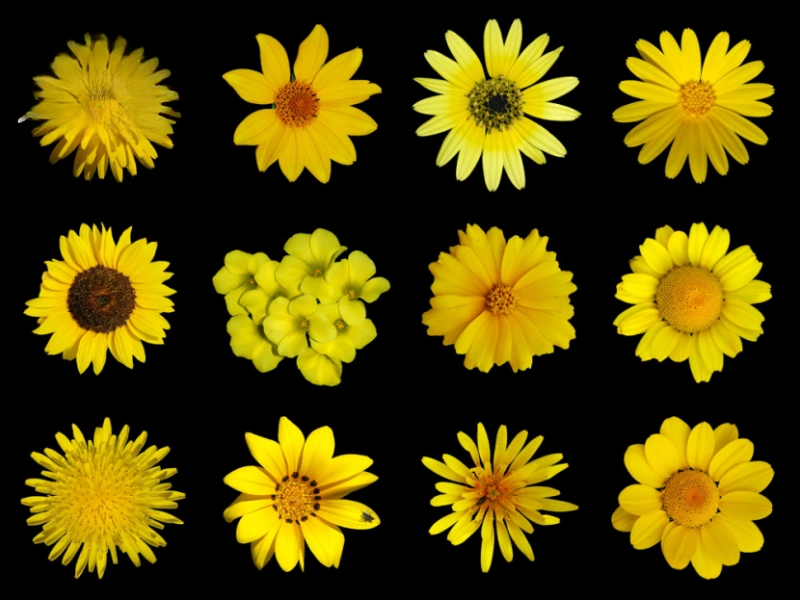 Các loại hoa cúc phổ biến và ứng dụng thực tế trong thiết kế cảnh quan