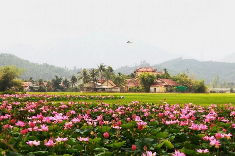 Đơn vị tiên phong kiến tạo những cung đường hoa sen đầy duy mỹ (Nguồn: Pinterest)