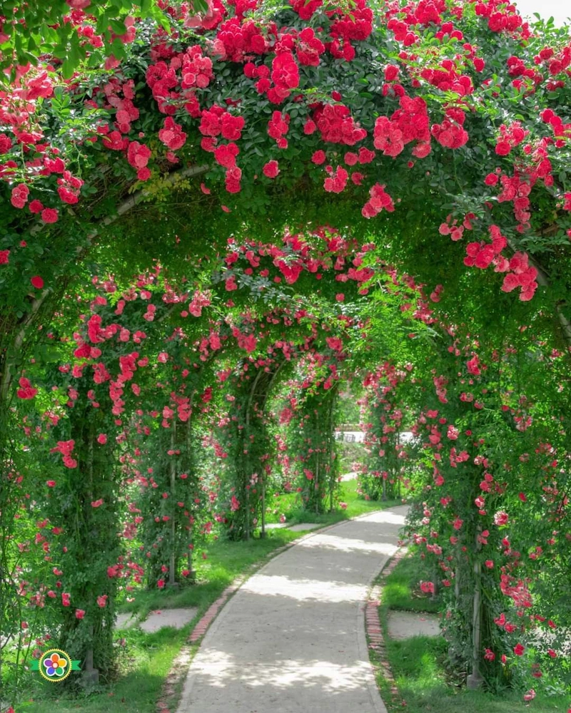 Đường hoa cây leo theo phong cách lãng mạn cổ điển (Nguồn: Pinterest)