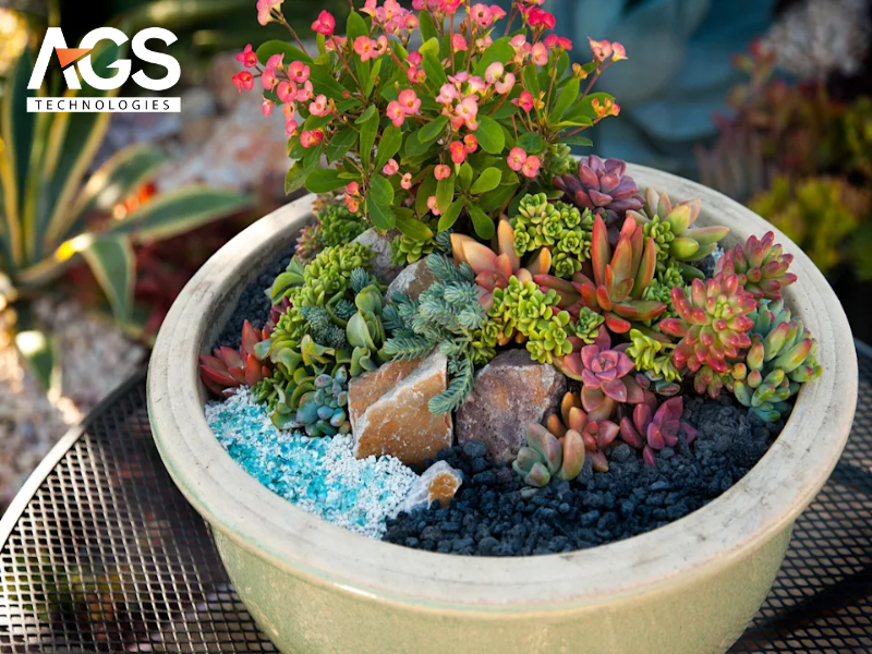 Tiểu cảnh với chậu cây mọng nước lớn