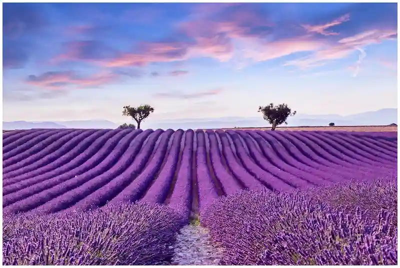 các đường hoa nổi tiếng thế giới