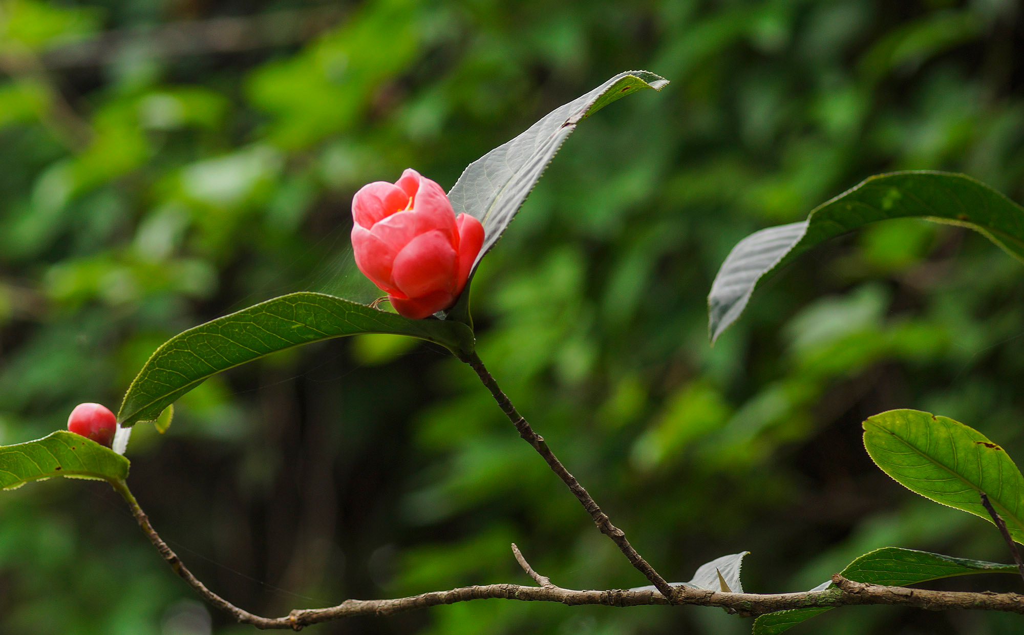 Cây hoa hải đường