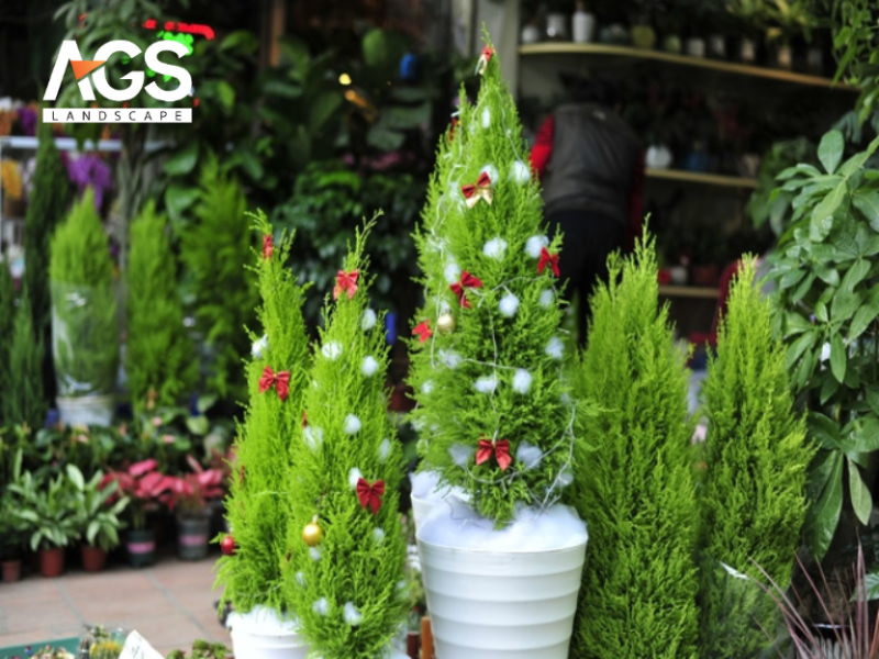 Cây xanh tự nhiên hóa thân thành cây Noel