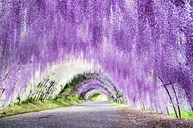 Đường hoa tử đằng Kawachi Fuji Garden
