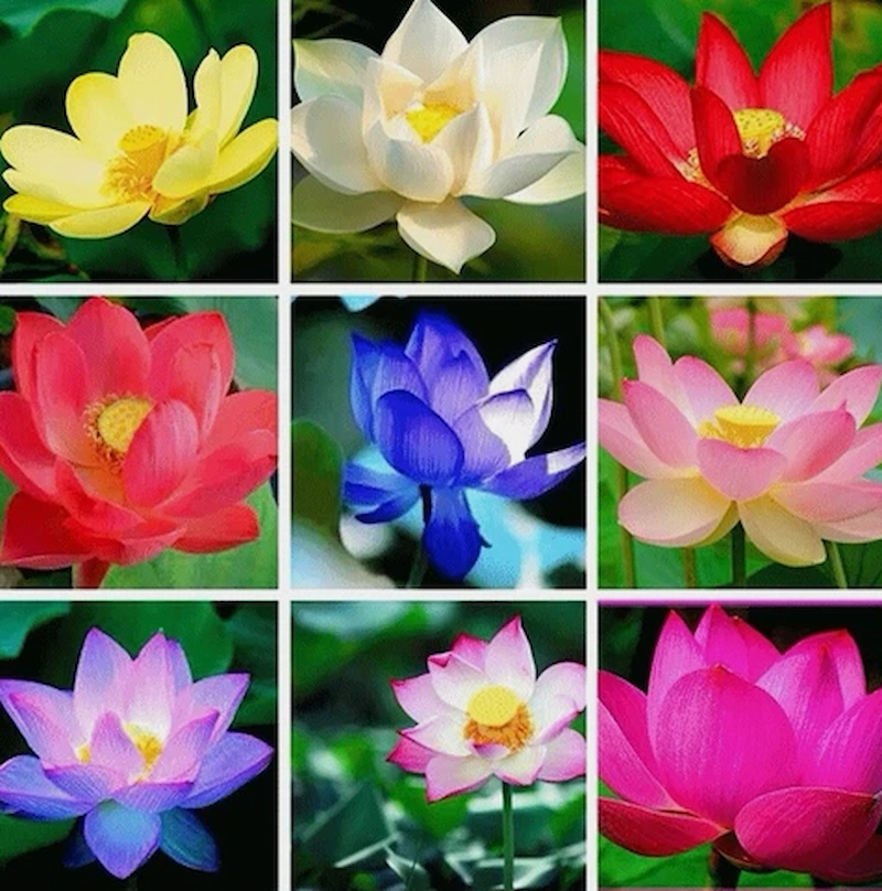 Lựa chọn giống sen (Nguồn: Yandex)