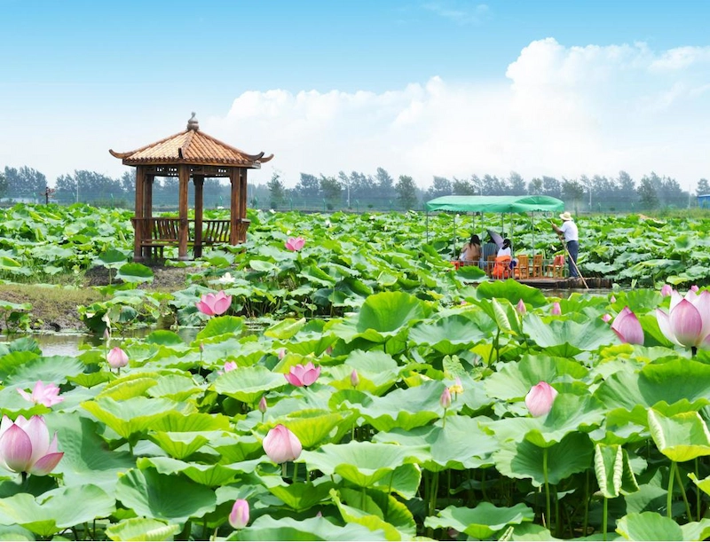 Vẻ đẹp tinh khôi của đóa sen trong thiết kế cảnh quan đường hoa (Nguồn: Yandex)