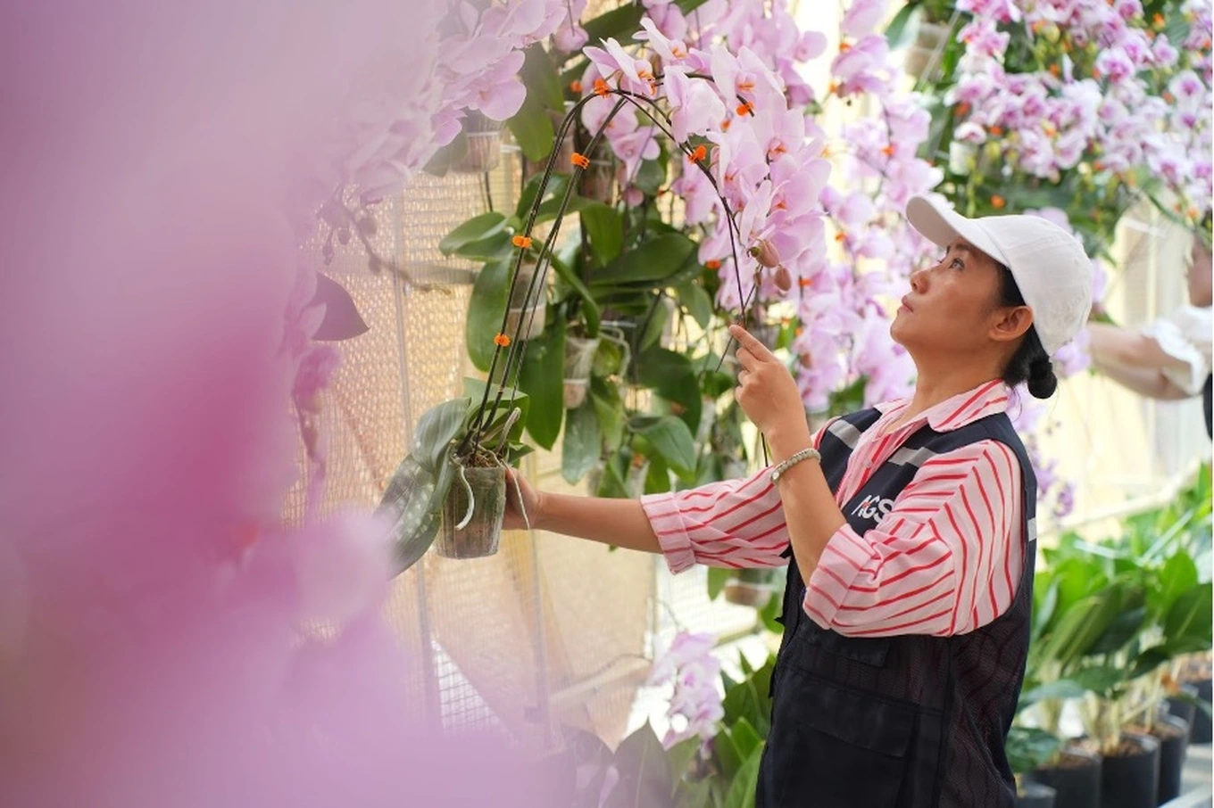 Ấn tượng vòm hoa lan tại đường hoa xuân Cao Lãnh 2025 | Báo Dân trí