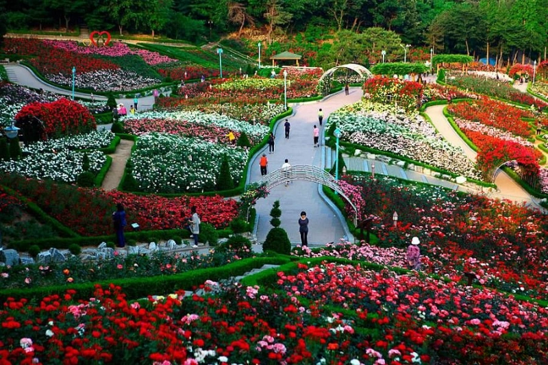 Những nguyên tắc vàng thiết kế vườn hoa hồng đáng mơ ước (Nguồn: Pinterest)