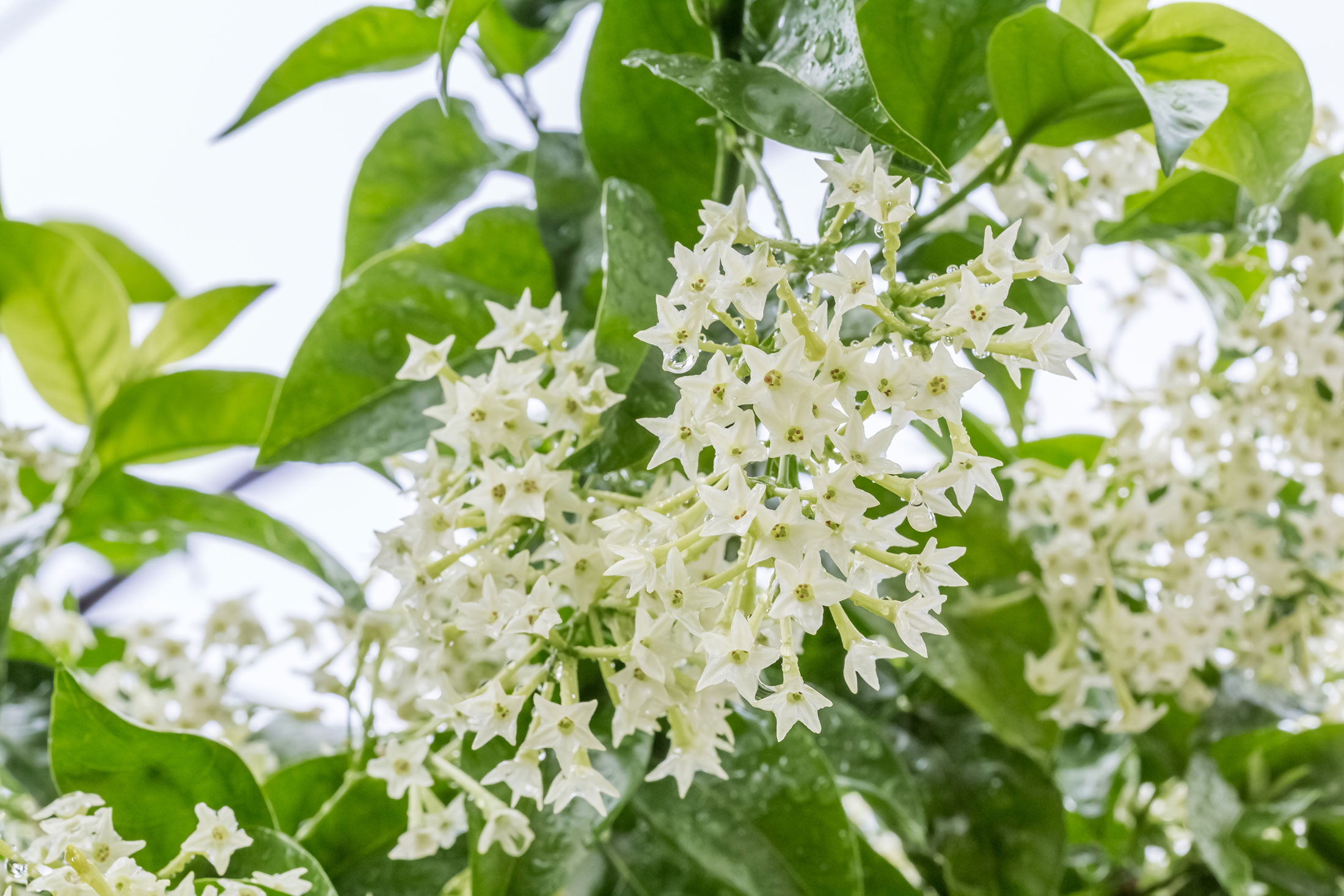 Hoa trồng bàn công có mùi thơm