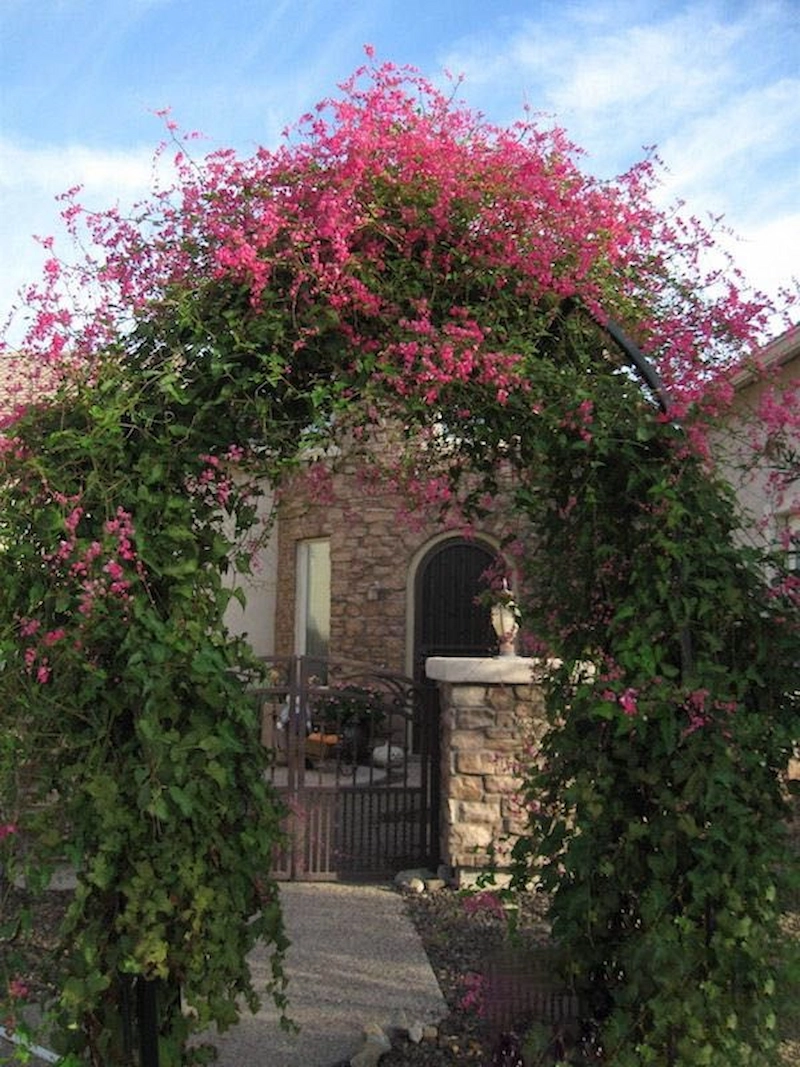 Đường hoa cây leo bản địa và gần gũi thiên nhiên (Nguồn: Pinterest)