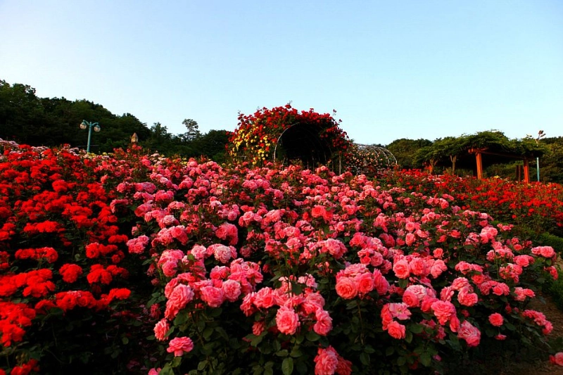 Bản giao hưởng của sắc hương và cảm xúc của vườn hồng (Nguồn: Pinterest)