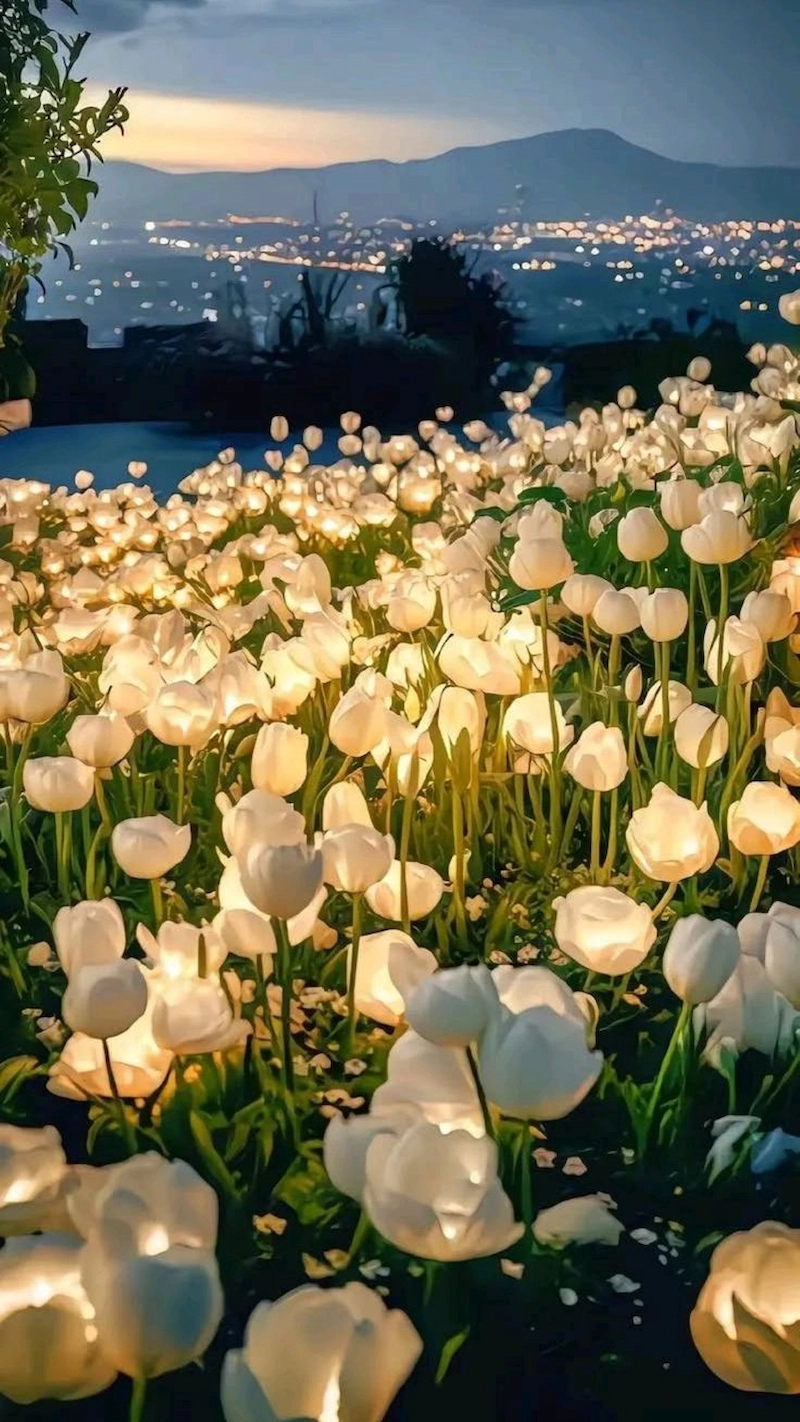 Sự giao thoa tinh tế giữa hoa tulip và ánh sáng nghệ thuật (Nguồn: Pinterest)
