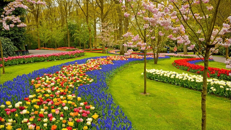 Thiết kế đường hoa tulip mang vẻ đẹp kiêu kỳ từ châu Âu (Nguồn: Yandex)