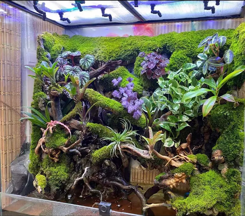 tiểu cảnh rừng nhiệt đới tiểu cảnh rừng nhiệt đới