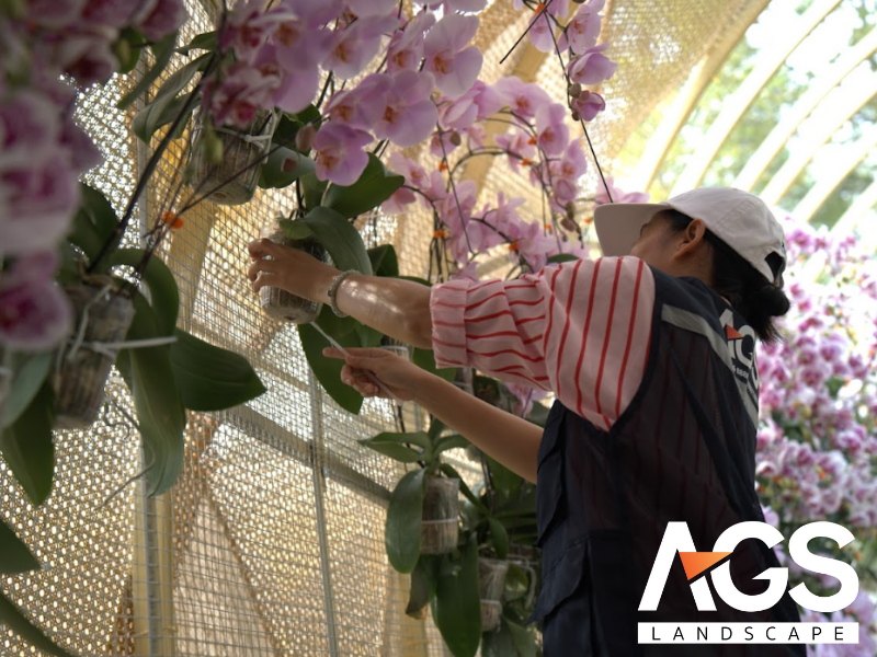 Quy trình thiết kế đường hoa Cao Lãnh 2025 (Nguồn: AGS Lanscape)