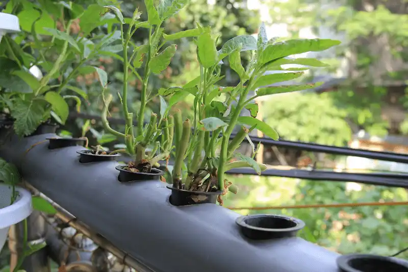 thi công vườn treo