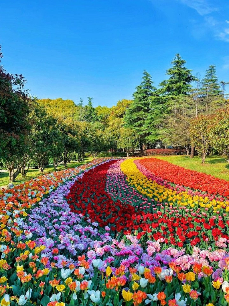 Nghệ thuật phối màu Ombré tạo chiều sâu cho đường hoa tulip (Nguồn: Pinterest)